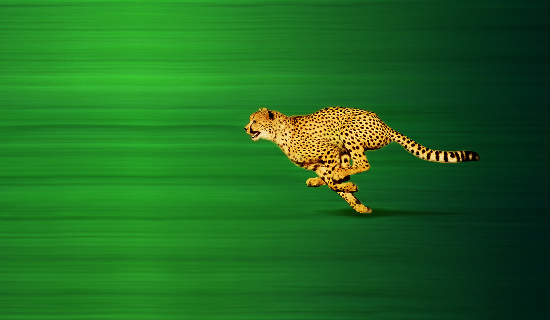 header gepard